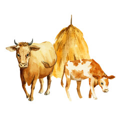 watercolor brown cow and spotted calf, haystack animal feed on white background, hand drawn farm domestic animals grazing in meadow, rural illustration of country life for farm decoration, posters