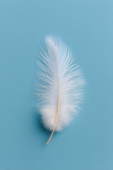 White fluffy feather clean style isolated on light blue background 