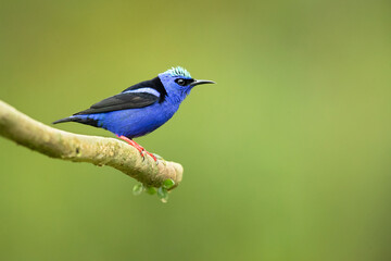 red-legged honeycreeper (Cyanerpes cyaneus) is a small songbird species in the tanager family (Thraupidae).
