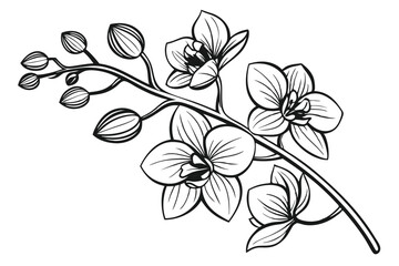 100 Orchid flowers, detailed botanical illustration, black and white ink drawing, elegant line art, delicate petals, blooming orchids, various angles, floral study, vintage engraving style, crisp outl