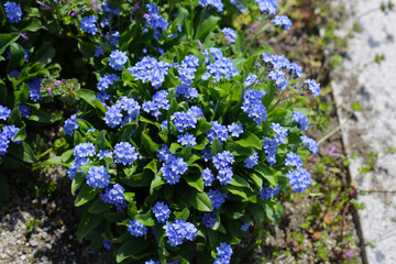 Blue forget me not flowers