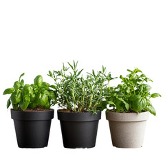 Fototapeta premium Fresh potted herbs displayed on wooden table with [Transparent Background PNG]. 