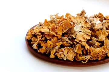 Splitgill mushroom or schizophyllum commune mushroom