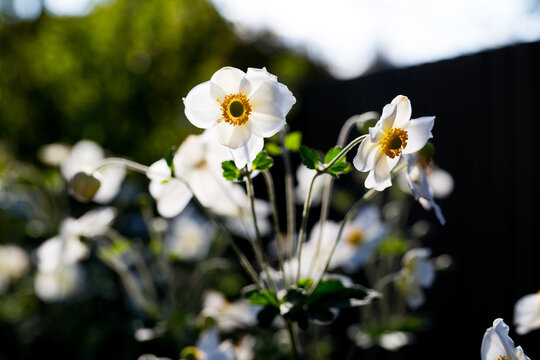 Garden bed of Japanese Anemone (windflowers) with sunlight