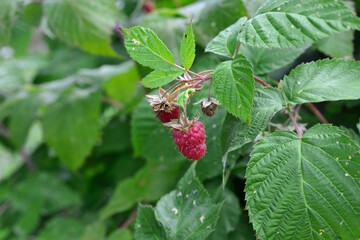 Raspberry plant with ripe red berries and green leaves