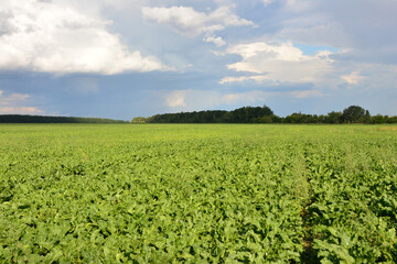 Vast green field of sugar beetroot under a cloudy sky with sunlight