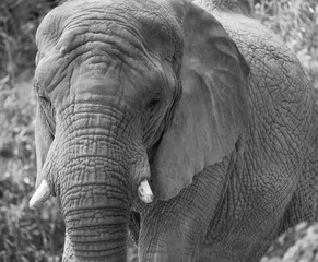 Naklejka premium Afrikanischer Elefant