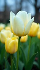 White and Yellow Tulips in a Spring Garden.