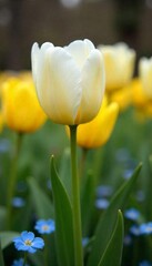 Fototapeta premium White and Yellow Tulips in a Spring Garden.