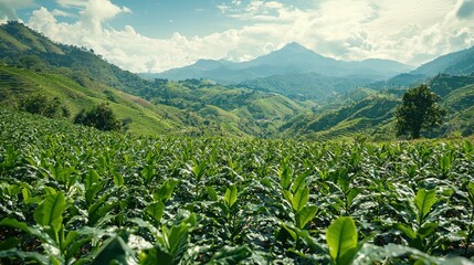 Fototapeta premium A lush green tobacco field stretches towards rolling hills and distant mountains under a bright sky with puffy clouds on a sunny day landscape.