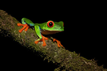 Agalychnis callidryas, commonly known as the red-eyed tree frog or red-eyed leaf frog, is a species of frog in the subfamily Phyllomedusinae. It is one of the most recognizable frogs.