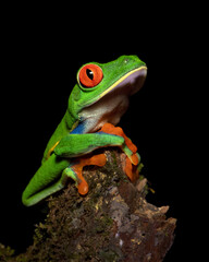 Agalychnis callidryas, commonly known as the red-eyed tree frog or red-eyed leaf frog, is a species of frog in the subfamily Phyllomedusinae. It is one of the most recognizable frogs.