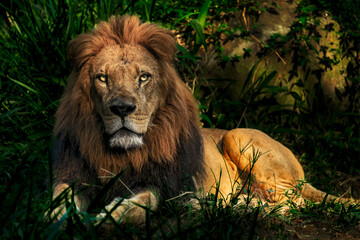 male lion in the wild