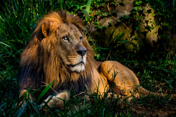 the lion in the wild