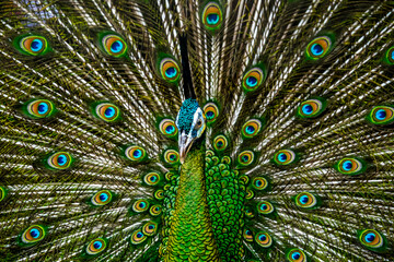 Obraz premium the peacock feather close up