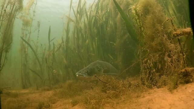 Zander Resting on Lakebed Among Aquatic Plants