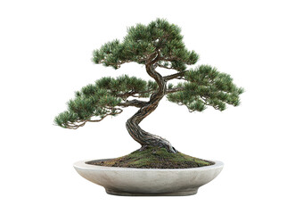 Bonsai pine tree