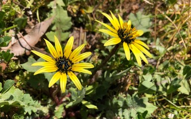 yellow flowers in the garden