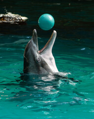 Delfin