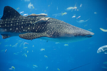 力強く、でも優しく遊泳するジンベイザメ