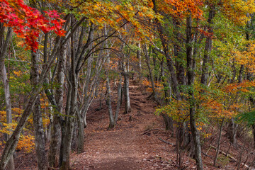 Forest trail in Kawaguchiko Tenjoyama Park Japan surrounded by autumn foliage in red orange and green shades creating picturesque landscape for nature lovers and hikers