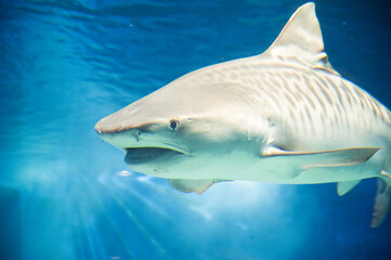 水面の反射が美しいタイガーシャーク