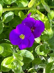 violet flowers in the garden