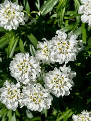 white chrysanthemum flowers