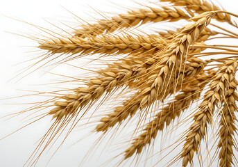Fototapeta premium Golden Wheat Stalks: A Harvest Bounty