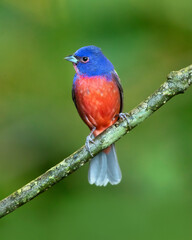 The painted bunting (Passerina ciris) is a species of bird in the cardinal family, Cardinalidae. It is native to North America.