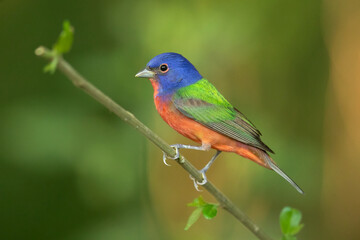The painted bunting (Passerina ciris) is a species of bird in the cardinal family, Cardinalidae. It is native to North America.