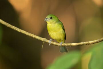 The painted bunting (Passerina ciris) is a species of bird in the cardinal family, Cardinalidae. It is native to North America.