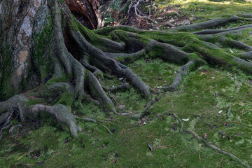 Wide view of exposed tree roots spreading over moss-covered forest floor, showing organic texture, natural patterns, and vitality of woodland life
