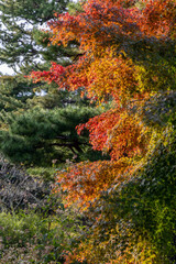 Vertical photo of Japanese maple in early autumn with foliage transitioning from green to red and orange, set against forested background under daylight