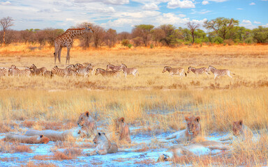 Fototapety na wymiar - Fototapeta24.pl