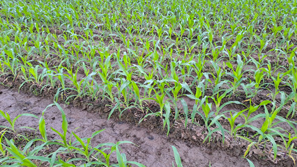 Green corn field with corn cobs	
