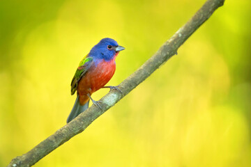 The painted bunting (Passerina ciris) is a species of bird in the cardinal family, Cardinalidae. It is native to North America.