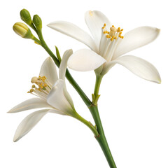 Fototapeta premium Two White Orange Blossoms