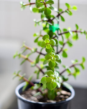 Money plant in a black pot inside