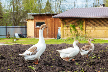 Three domestic geese walk in the village yard. Growing poultry.