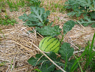 watermelon growing in the field. watermelon on plantation	
