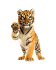 Obraz premium A standing tiger cub, one paw raised high in the air, displaying its front paws against a transparent background.