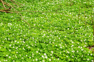 Blooming meadow of Anemone nemorosa, first spring flowers.