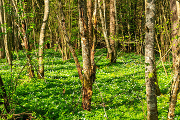 Anemone nemorosa, first spring flowers. Blooming glade in the forest.