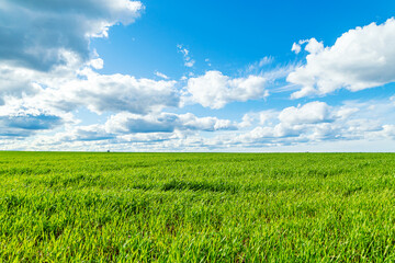 Obraz premium Fresh green grass and blue sky with white fluffy clouds. Idyllic landscape.