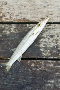 A small bait fish lying on wet wooden planks