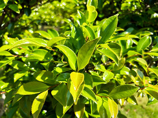 ツバキの葉のアップ