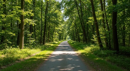 Fototapeta premium Sunlit path through emerald forest trees arching overhead