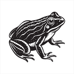 American bullfrog  silhouette vector