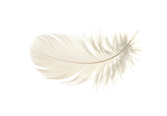 Obraz premium White Feather Texture: High-Resolution Image for Backgrounds and Designs